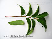 Deep Yellowwood Rhodosphaera rhodanthema Leaf