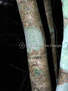 Denhamia celastroides Bark