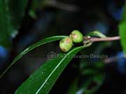 Denhamia celastroides Fruit