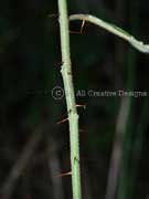 Devil's Needle Solanum stelligerum Stem