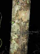 Dorrigo Maple Endiandra crassiflora Bark