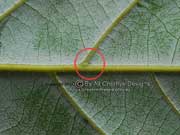 Dorrigo Maple Endiandra crassiflora Domatia