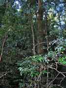 Dorrigo Maple Endiandra crassiflora