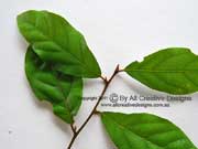 Dorrigo Maple Endiandra crassiflora Leaves