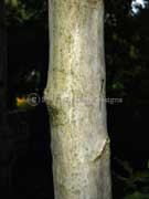 Doughwood Acronychia octandra Bark