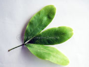 Doughwood Acronychia octandra Leaf