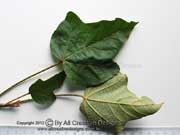 Dwarf Kurrajong Brachychiton bidwillii Leaf