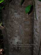 Elaeocarpus grahamii Quandong Bark