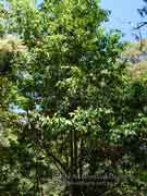 Elaeocarpus grahamii Quandong