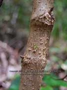 Elderberry Panax Polyscias sambucifolia Bark
