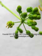 Flower Polyscias sambucifolia