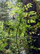 Elderberry Panax Polyscias sambucifolia
