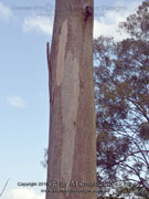 Eucalyptus major Grey Gum Bark