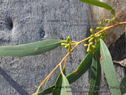 Eucalyptus punctata Grey Gum Flower Buds