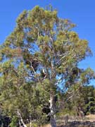 Eucalyptus punctata Grey Gum