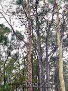 Corymbia (Eucalyptus)henryi, Large-leaved Spotted Gum Bark