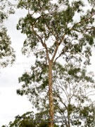 Corymbia (Eucalyptus)henryi, Large-leaved Spotted Gum