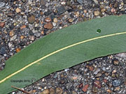 Corymbia (Eucalyptus)henryi, Large-leaved Spotted Gum Venation