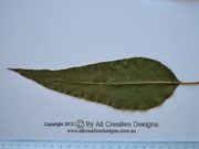 Eucalyptus citriodora Lemon-scented Gum intermediate leaf