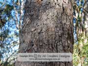 Corymbia gummifera Red Bloodwood Tree Bark