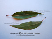 Corymbia gummifera Red Bloodwood Tree Leaves