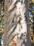 Scribbly Gum Eucalyptus signata Bark