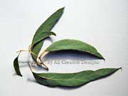 Scribbly Gum Eucalyptus signata Leaves