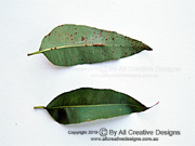 Leaves of Southern Mahogany Eucalyptus botryoides