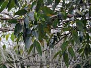 Eucalyptus botryoides Leaves