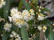 Tallowwood Eucalyptus microcorys Buds