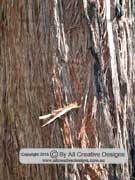 Eucalyptus eugenioides Thin-leaved Stringybark Bark