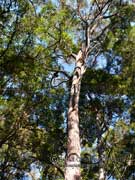 Eucalyptus eugenioides Thin-leaved Stringybark