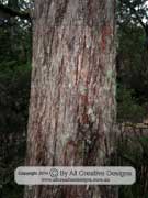 Eucalyptus obliqua Messmate Bark