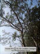 Snow Gum Eucalyptus pauciflora