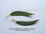 Snow Gum Eucalyptus pauciflora Leaves
