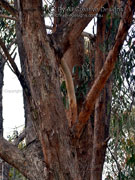 Bark of Narrow-leaved Peppermint Eucalyptus radiata subspecies sejuncta