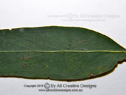 Narrow-leaved Peppermint Eucalyptus radiata subspecies sejuncta Leaf venation