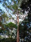 Swamp Mahogany Eucalyptus robusta