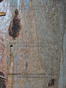 Eucalyptus tereticornis Forest Red Gum Bark