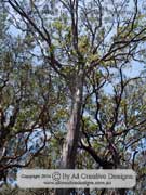 Eucalyptus tereticornis Forest Red Gum