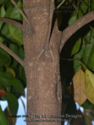 Eumundi Quandong Elaeocarpus eumundi Bark