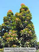Eumundi Quandong Elaeocarpus eumundi