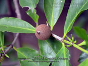 False Gardenia Atractocarpus sessilis Fruit