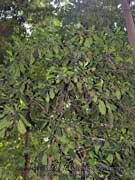 False Gardenia Atractocarpus sessilis