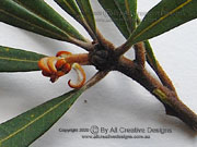 Banksia oblongifolia Branchlet