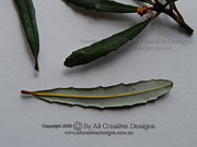 Fern-leaved Banksia Leaves