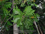 Fishtail Silky Oak Neorites kevedianus Foliage