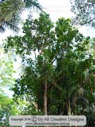 Fishtail Silky Oak Neorites kevedianus