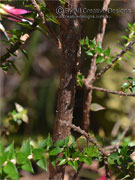 Fuchsia Heath Epacris longiflora Bark