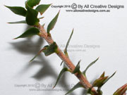 Fuchsia Heath Epacris longiflora Branchlet